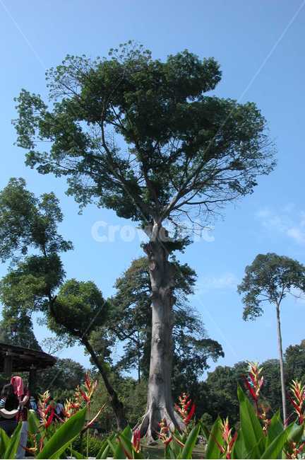 인도네시아,보고르식물원,보고르,나무,큰나무,indonesia,bogor,botanicgarden,botanic,garden,tree,bigtree