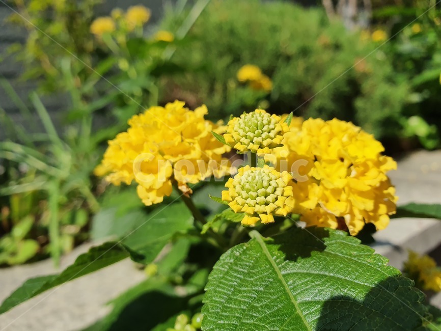 허브,칠변화,노란꽃,열대지역,만곡하다,란타나,식물,자연,plants,nature,꽃,flower