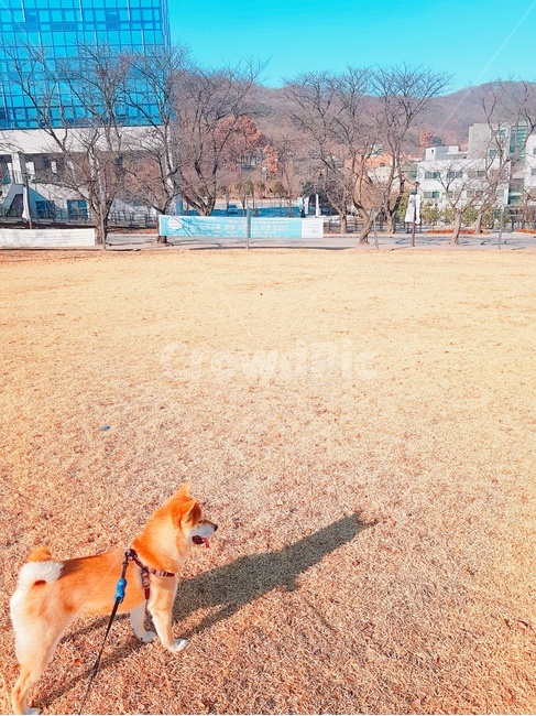 시바견,강아지,시바,반려견,산책,그림자,공원,귀여워