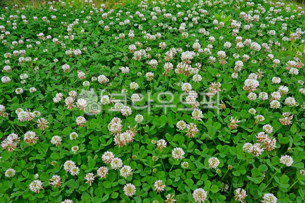 rabbit grass,clover,plant,nature,green background,green background,cloverbackgroung,greenbackground,vine,legume,compost plant,fertilizer plant,cow feed,rabbit food,greenery background,natural environment,environment,pollution-free environ