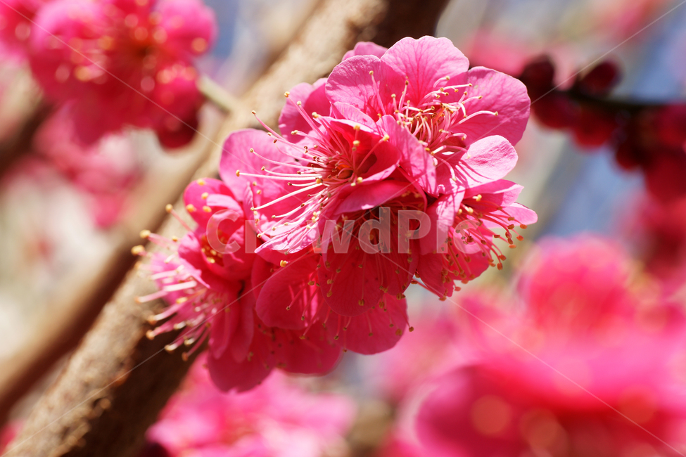 홍매화,매화,붉은색,봄,계절,봄,계절,spring,season,식물,자연,plants,nature,꽃,flower,plant