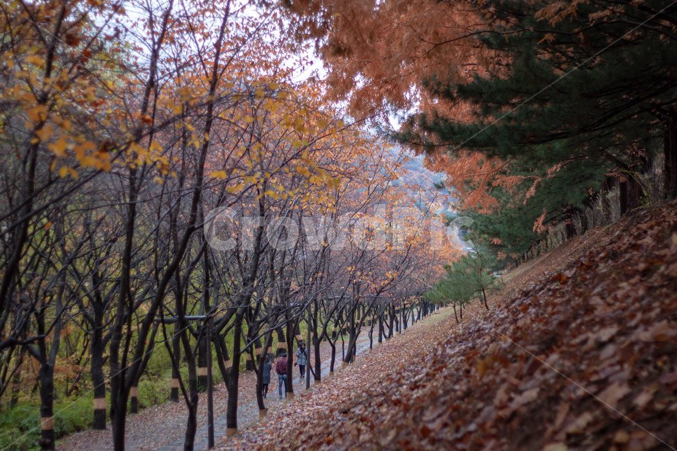 가을,산책,낙엽,오솔길,가을풍경,가을산행,fall,autumn,둘레길,흐린날,낙엽길,가을배경,낙엽배경,background,가을,계절,fall,autumn,season,자연,풍경,nature,landscape,사람들,대중,군중,other people,crowd,tree,나무,plant,식물