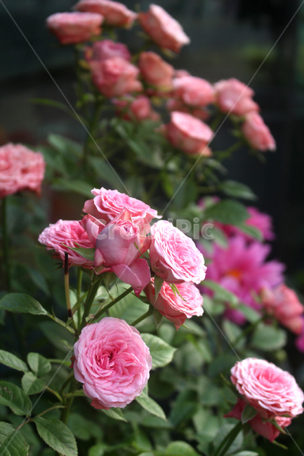 plant,식물,rose,장미,blossom,flower,꽃,geranium,제라늄,spring,봄