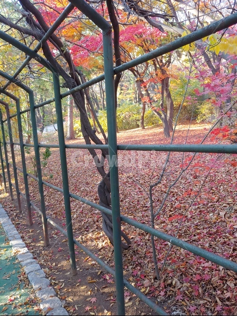 가을,공원,낙엽,단풍,나무,가을,계절,fall,autumn,season
