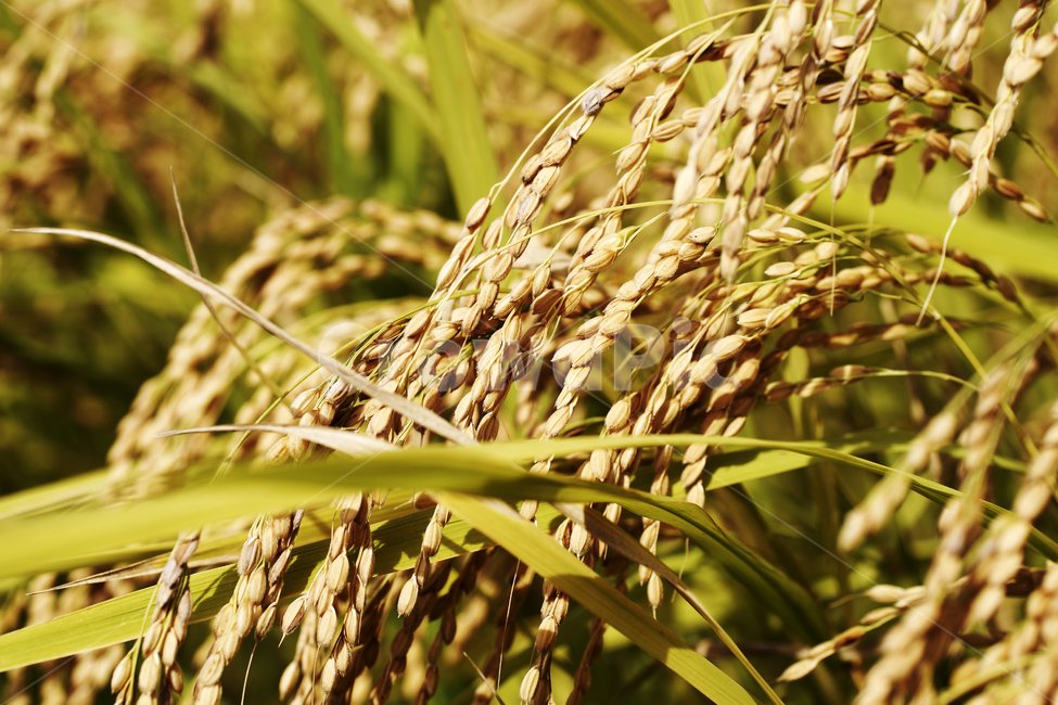 벼,쌀,곡식,주식,결실,이삭,벼이삭,논,농업,가을,산업,industry,industrial,농업,농사,agriculture,farming,farming industry