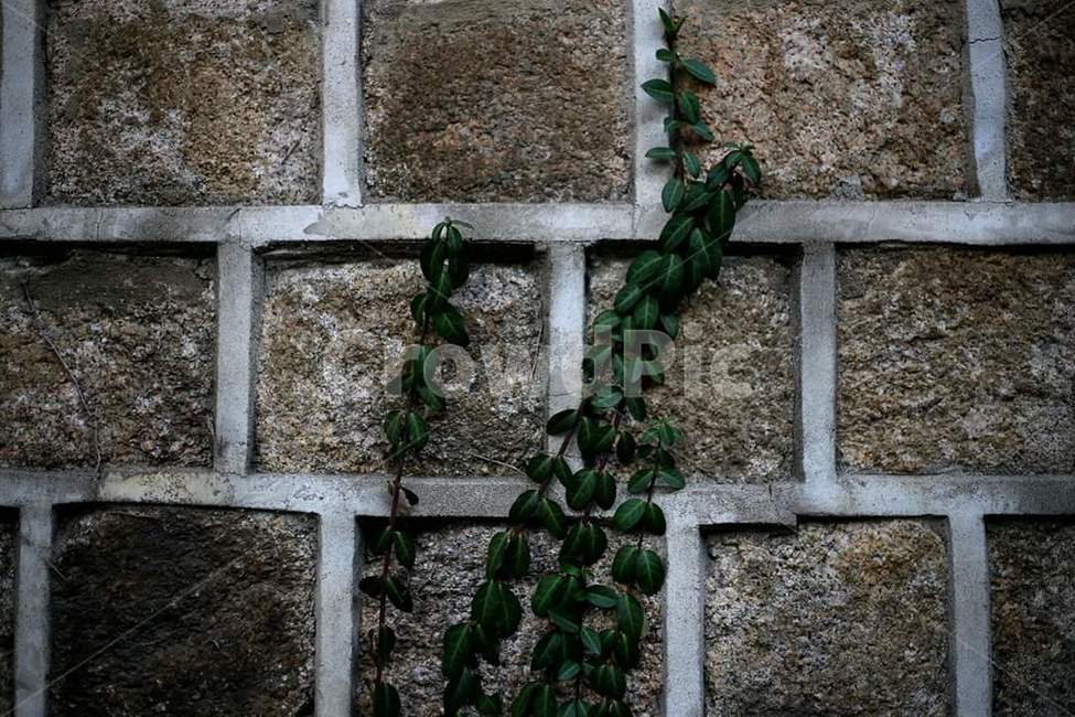 벽,담장,풀잎,풀,돌,날씨,식물,자연,plants,nature
