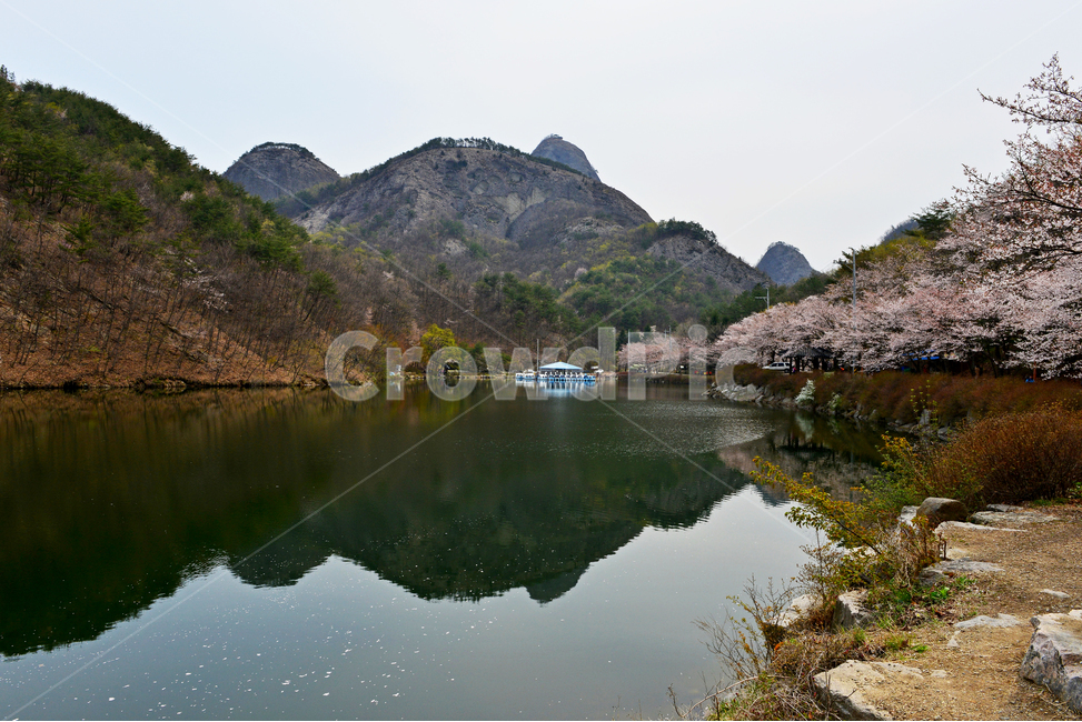 전북,진안,탑영제,마이산,plant,식물,nature,자연,outdoors,water,옥외,물,경치,경관,풍경,벚꽃,산벚꽃,반영,마이산봄,봄,계절