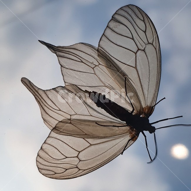 나비,하늘,자연,날개,투명,태양,곤충,벌레,insect,bug