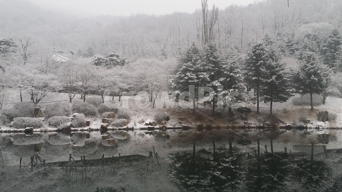 겨울,호수,풍경,나무,겨울호수
