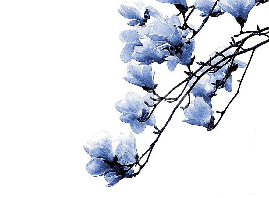 봄,목련,목련꽃,보라색,파란목련,식물,자연,plants,nature,꽃,flower,흑백,모노톤,monochrome,black and white