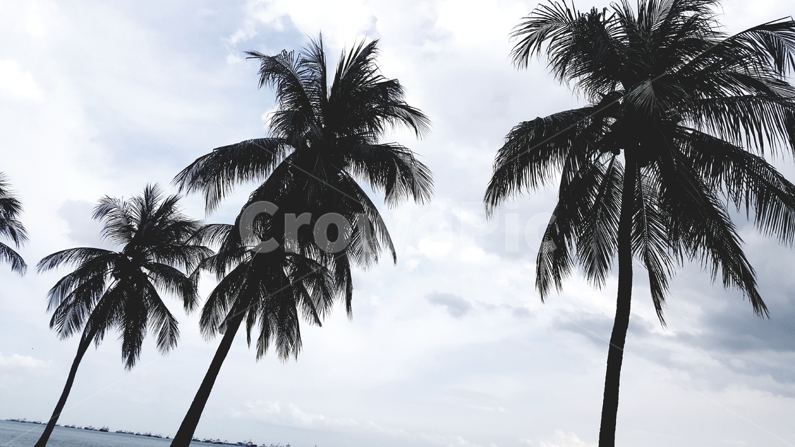 야자수,palm,열대,열대식물,열대공원,tropical,plant,tree,열대지방,야자나무,해외,외국,싱가포르,singapore,공원,park
