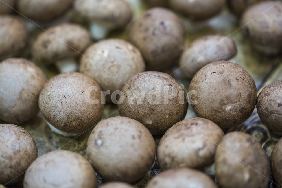 버섯,야채,채소,식물,자연,건강,자연산,버섯,mushroom,음식,식재료,요리,food,cook,meal,dishes,food reserves