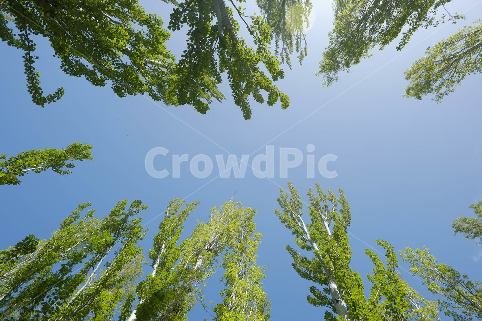 여름,나무,하늘,자작나무,자연,풍경,nature,숲,forest,풀,녹색,감성,감성사진,자연,풍경,nature,landscape,tree,plant,식물,vegetation,초목