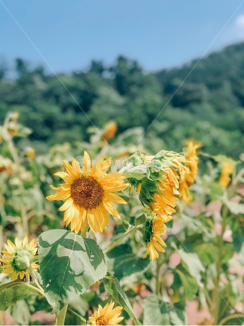 함안,해바라기축제,강주마을,해바라기,꽃,하늘,자연,식물,자연,plants,nature,꽃,flower