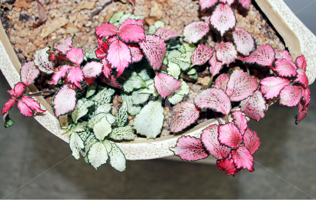 화분,잎사귀,빨간색,Red,leaf,식물,자연,plants,nature