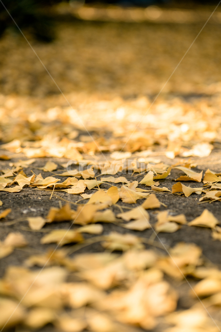 가을,낙엽,단풍,거리,노랑,감성,빈티지,가을,계절,fall,autumn,season,ground,바닥,leaf,잎,plant,식물