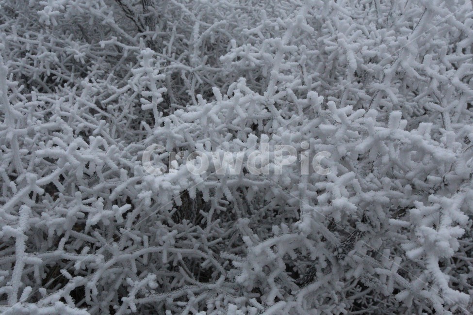 한라산,제주도,산,상고대,자연,숲,나무,겨울,눈,눈꽃,snow
