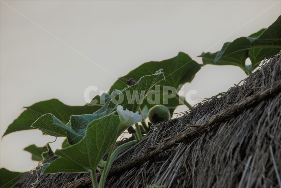 박,초가집,초가지붕,박꽃,한국전통,식물,자연,plants,nature