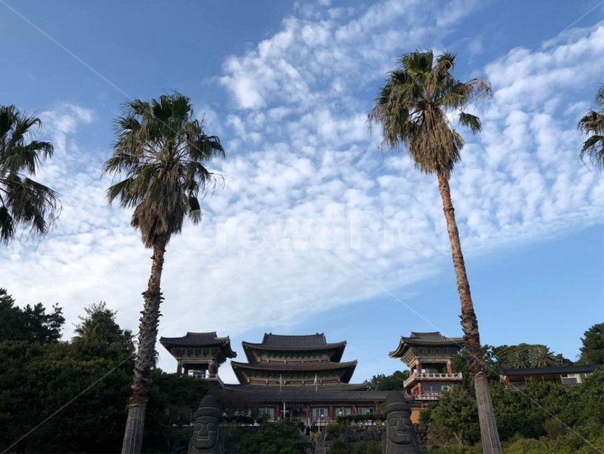 절,불교,제주,약천사,나무,야자수,풍경,자연,하늘,구름,분위기,감성,jeju,mood,sky