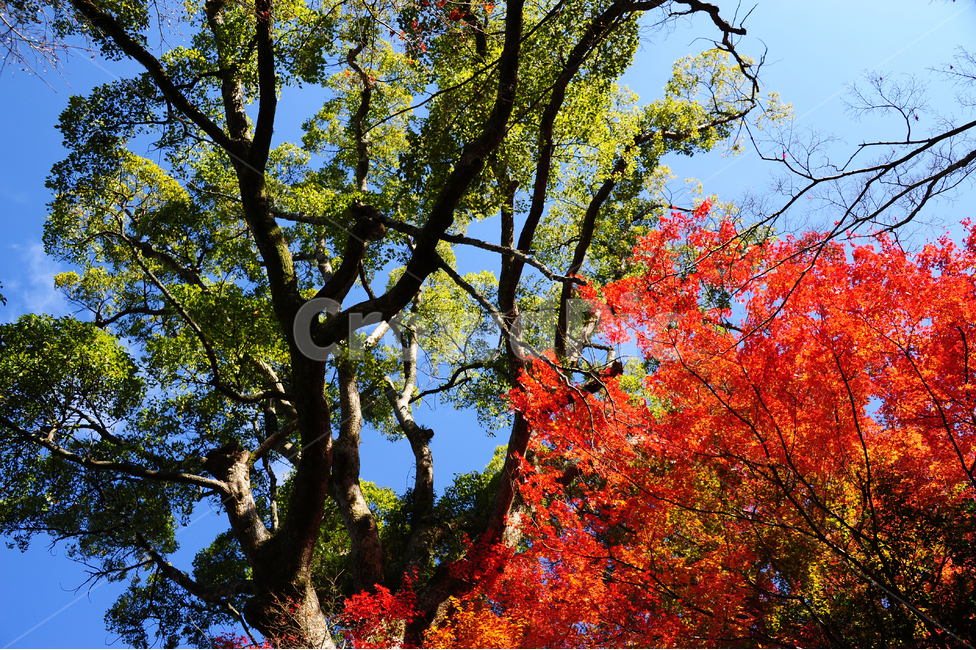 일본,히로시마,미야지마,단풍,빨강,초록,하늘,파랑,가을,계절,fall,autumn,season,식물,자연,plants,nature,나무,trees,wood,leaf,잎,plant,tree