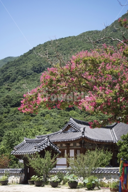 배롱나무,백일홍,목백일홍,한옥,전통가옥,사진,단독사진,디자인,소스,포토,사진자료,배경,배경사진,백그라운드,한국,동양,아시아,전통,풍경,자연,환경,실외,낮,아침,식물,꽃,봉오리,꽃봉오리,잎,꽃잎,꽃나무,6월,7월,여름꽃,아웃포커스,접사,근접,여름,녹색,야외,핑크,분홍,빨강,빨간색,지붕,자연,풍경,nature,landscape,한국전통,한국문화,korean traditional,korean culture,outdoors,옥외
