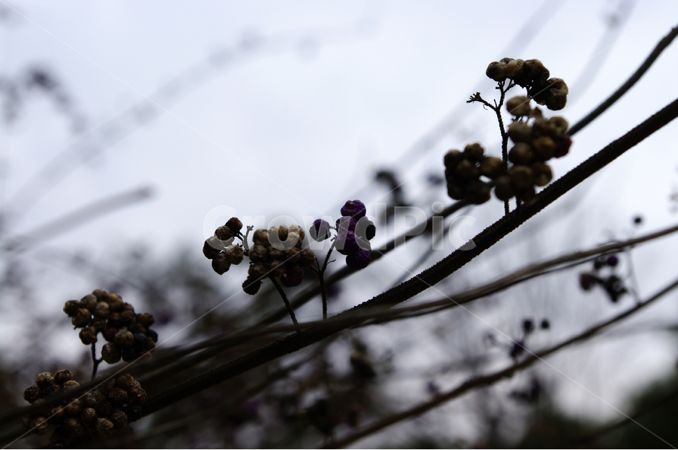 겨울,식물,열매,나뭇가지,하늘,식물,자연,plants,nature,과일,열매,fruit