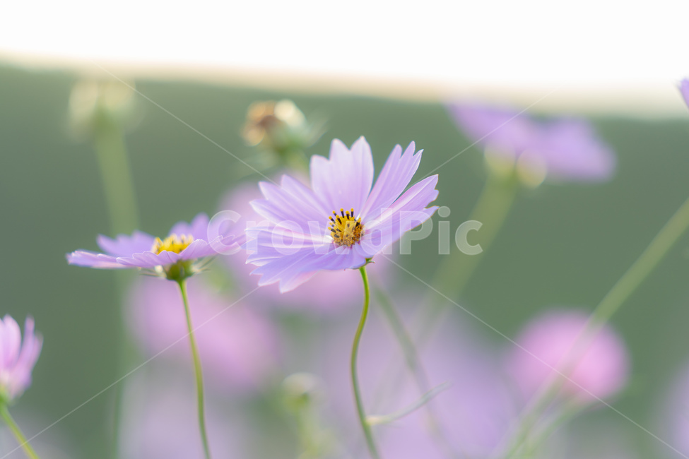 식물,자연,풀,꽃,꽃잎,코스모스,보라색,가을,계절,fall,autumn,season,식물,자연,plants,nature,꽃,flower,plant,daisies,데이지,blossom,daisy