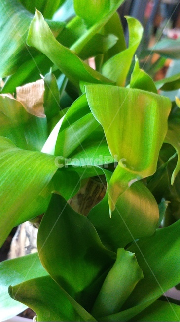 식물,행운목,잎,plant,leaf,나무,자연,화분,감성,개업화분,행운