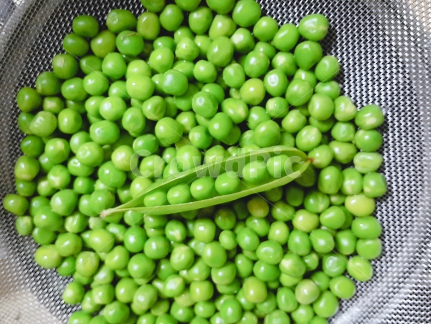 콩,완두콩,초록색,알맹이,bean,pea,콩류,견과류,beans,pulse,nuts,dry fruits