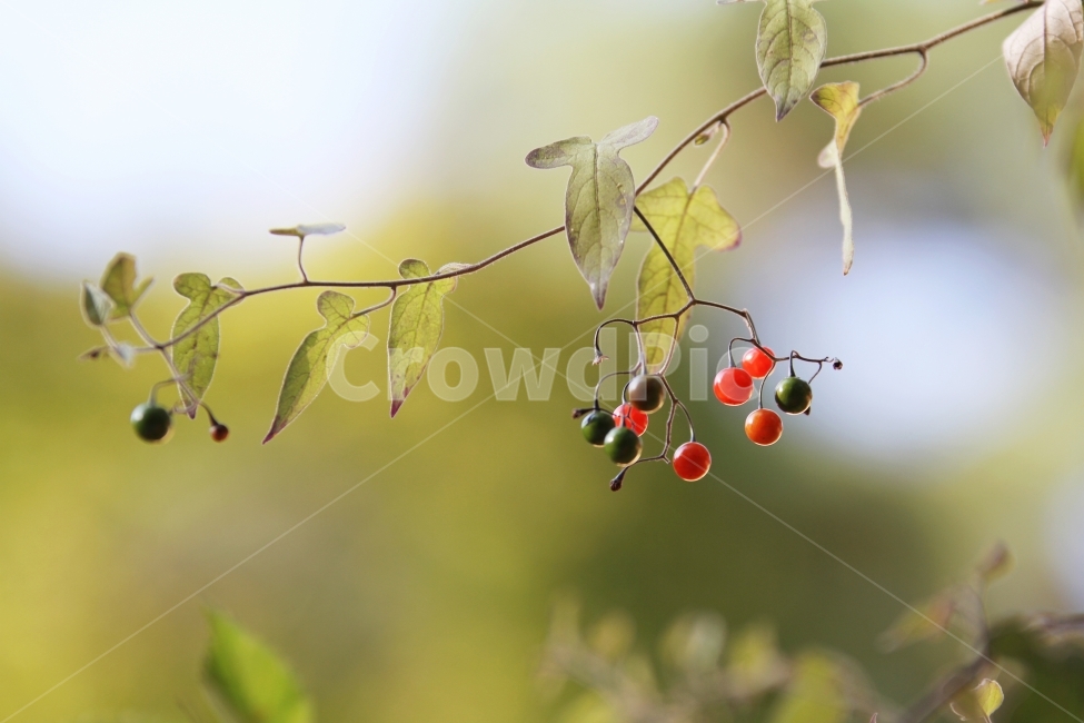 식물사진,자연사진,배풍등,열매사진,감성사진,가을사진,단풍사진,식물,자연,plants,nature,과일,열매,fruit,감성,sensible,feeling