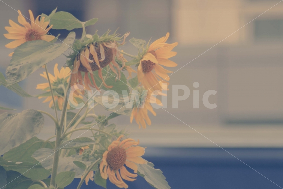 꽃,해바라기,분위기,감성,따뜻함,식물,자연,plants,nature,꽃,flower,감성,sensible,feeling