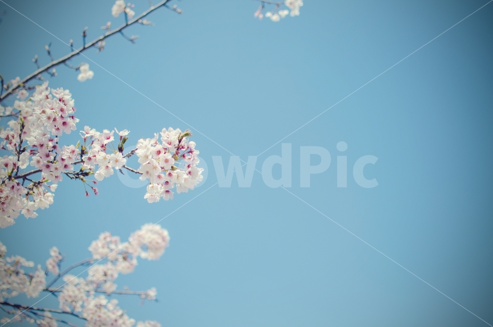 봄,벚꽃,하늘,달맞이고개,여행,식물,자연,plants,nature,감성,sensible,feeling,봄,계절,spring,season,꽃,flower,plant,blossom,cherry blossom