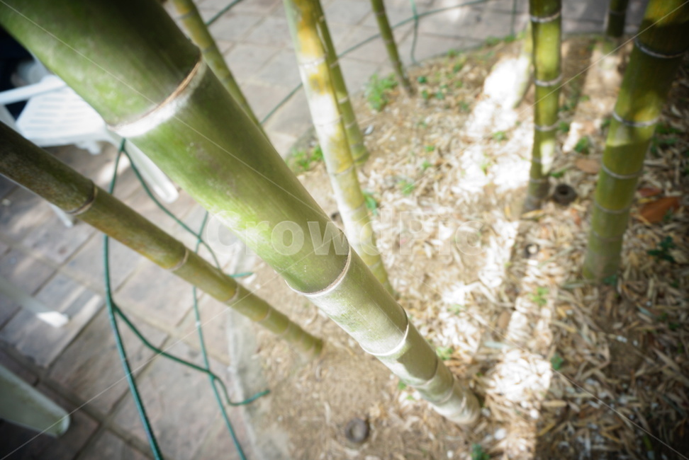 대나무,밤부,bamboo,나무,대나무숲,숲,자연,식물,자연,plants,nature,나무,trees,wood