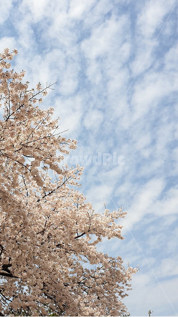 plant,꽃,flower,벗꽃,봄꽃,봄하늘,계절,spring,season,자연,plants,식물,wood,tree,sensible,feeling,감성,color,pink,colorsensitivity,감성사진,야생화,봄풍경,야름다운,blossom,하늘