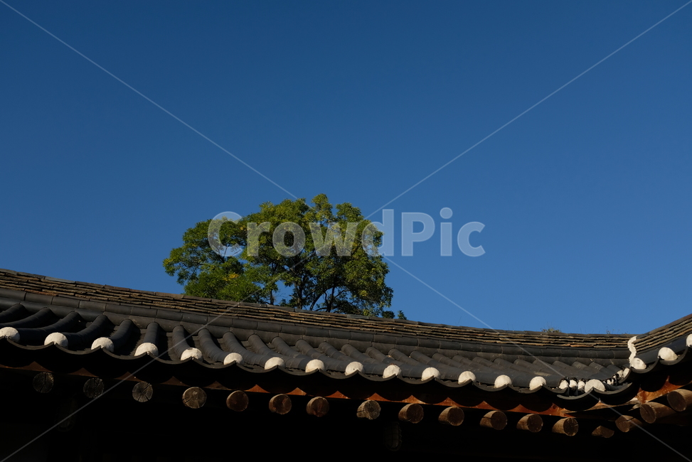 자연,기와,나무,하늘,nature,tree,rooftile,blue,sky,한국전통,한국문화,korean traditional,korean culture,건축물,건물외관,exterior,building,structure,architecture,construction