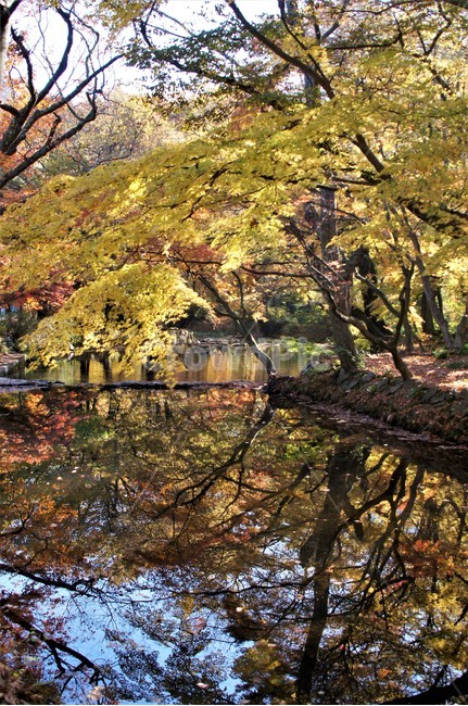 가을,단풍,나무,자연,식물,계곡물,그림자,감성,자연풍경,풍경,trees,nature,autumn,season,emotion,가을,계절,fall,autumn,season,tree,plant,tree trunk,나무 줄기