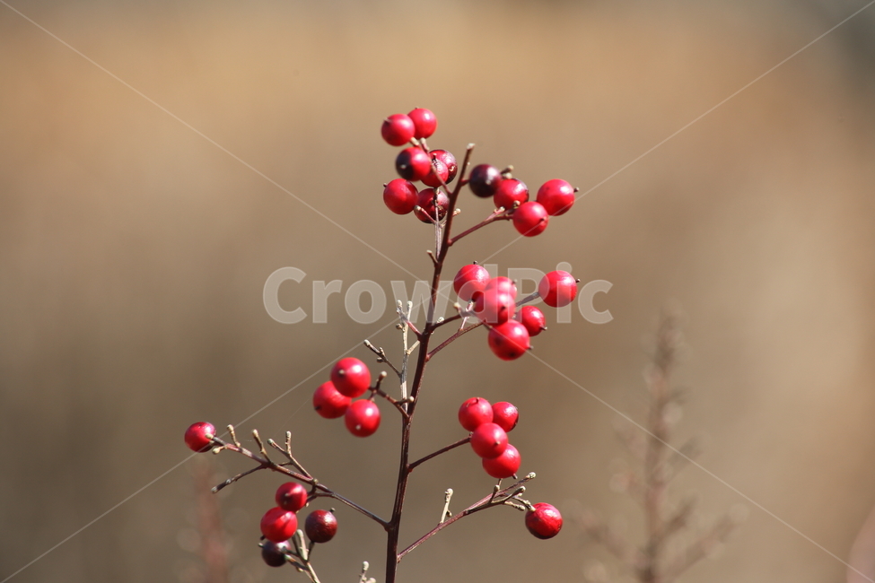 plant,식물,남천,열매,nandina