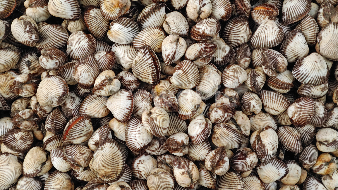 꼬막,어패류,수산물,조개,패류,살조개,해양생물,무척추동물,seashell,음식,푸드,해물,해산물,바다생물,다양한,좌판,노점,피쉬,fish,신선한,fresh,배경,바탕,백그라운드,어시장,수산시장,한국적,우리것,어종,animal,동물,수산물,해산물,fishery products,seafood