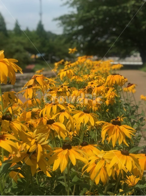 flower,행복,꽃,sunflower,해바라기