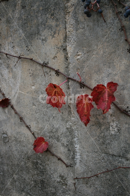 가을,넝쿨,잎,단풍,벽,가을,계절,fall,autumn,season,자연,풍경,nature,landscape,plant,식물,leaf