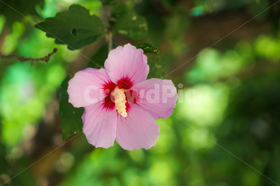 무궁화,꽃,대한민국,국화,우리나라꽃,상징,식물,자연,plants,nature,꽃,flower