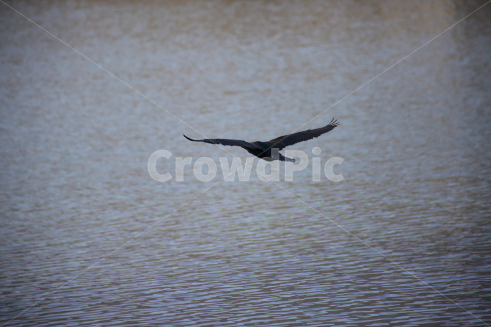 bird,새,animal,동물,flying,동물,animal,조류,새,birds