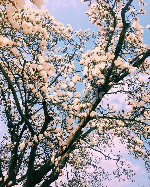 꽃,봄,힐링,따스함,흰색,계절,봄,계절,spring,season,plant,식물,blossom,flower