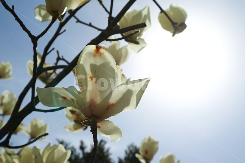 바탕화면,배경화면,목련,나무,목련나무,식물,자연,plants,nature,꽃,flower