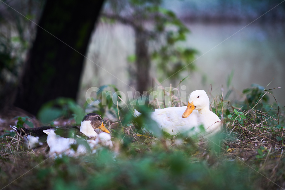 오리,하얀오리,청둥오리,동물,조류,새,동물,animal,조류,새,birds