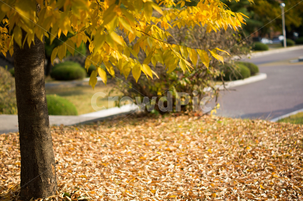 단풍,나무,식물,풍경,가을,계절,노랑,tree,plant,landscape,fall,leaf,season,autumn,공원,낙엽,가을,계절,fall,autumn,season,잎