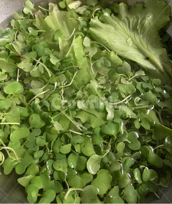 plant,식물,produce,야채,vegetable,음식,food,샐러드,무순,채소,야채,vegetables