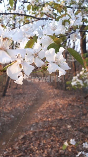 산벚꽃,벚나무,꽃,산,개화
