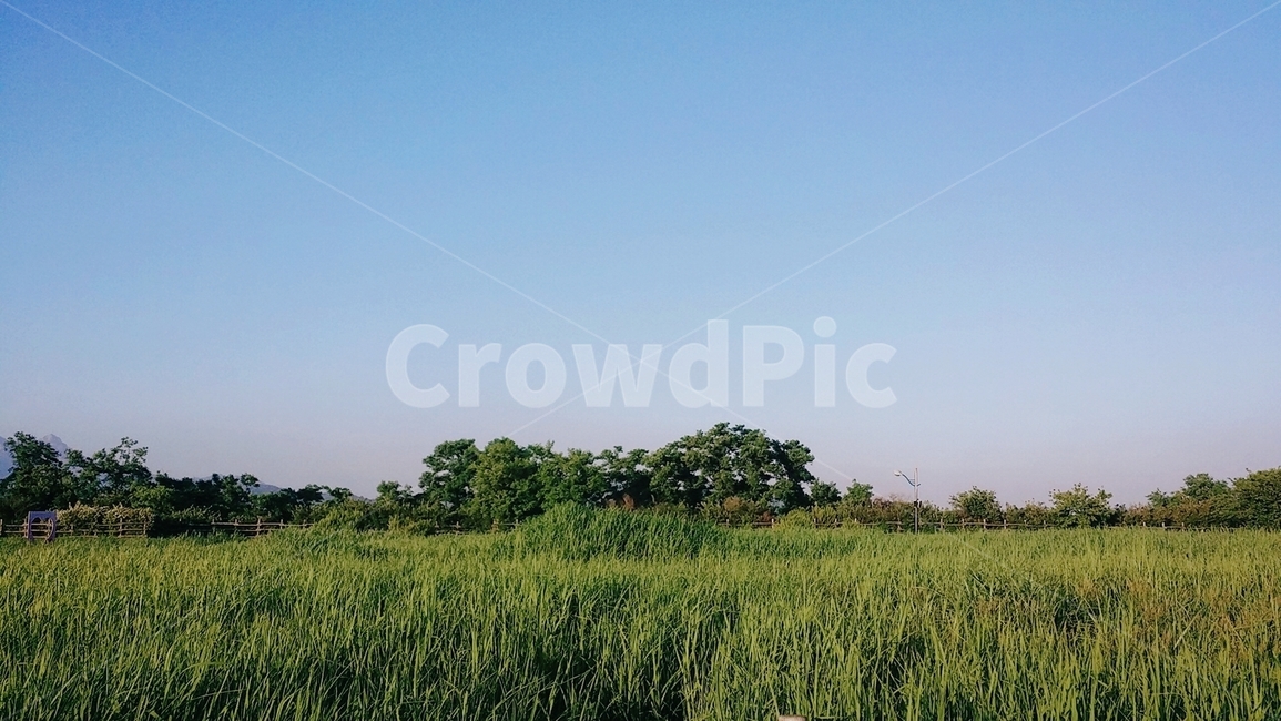 하늘공원,억새,하늘,초여름,자연,풀,풀숲,여름,나무,산책,공원,자연,풍경,nature,landscape,outdoors,옥외,grassland,목초지,field,들,plant,식물,grass,잔디