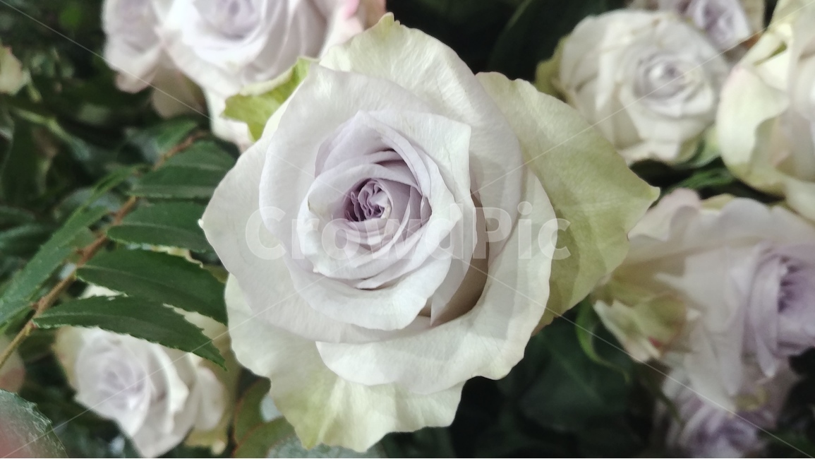 꽃,flower,rose,장미,장미꽃,샘페인핑크,여름,여름꽃,6월의꽃,6월,핑크,pink,flowers,식물,plants,식물,자연,plants,nature,꽃,flower